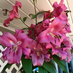 Meet your Posher, Kris